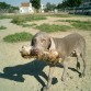 Aqui esta de cachorrin... ya entonces tenia esa carita de tontorron.jejeje